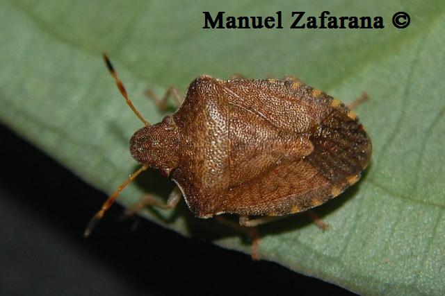 Pentatomidae: Holcostethus vernalis del Catanese (Sicilia)